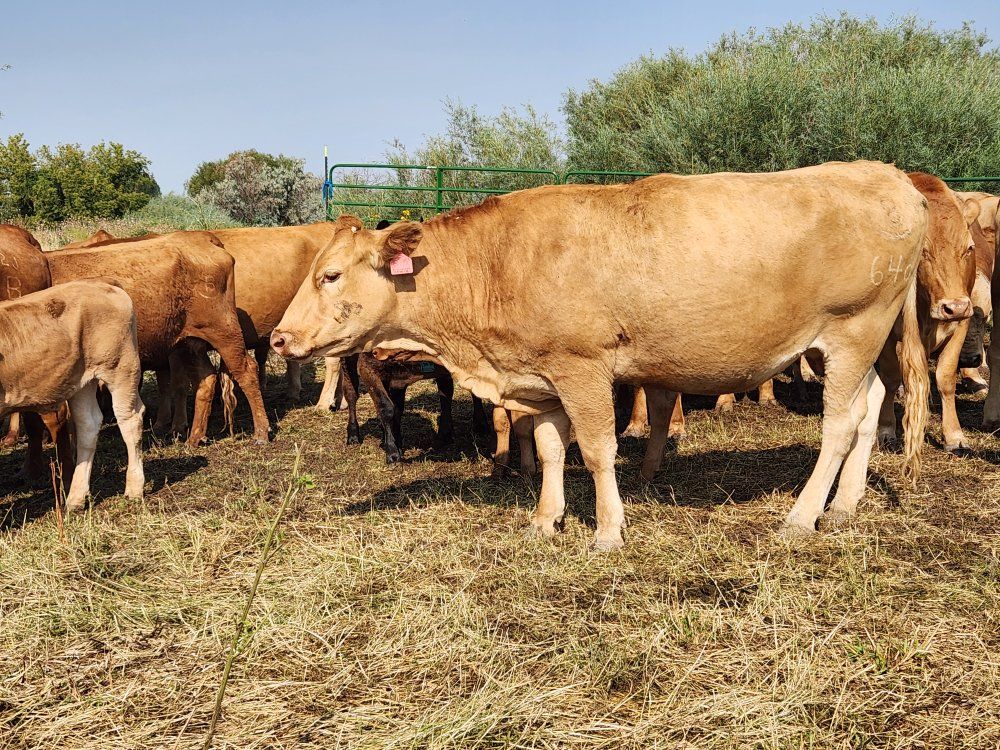 Akaushi bred pairs