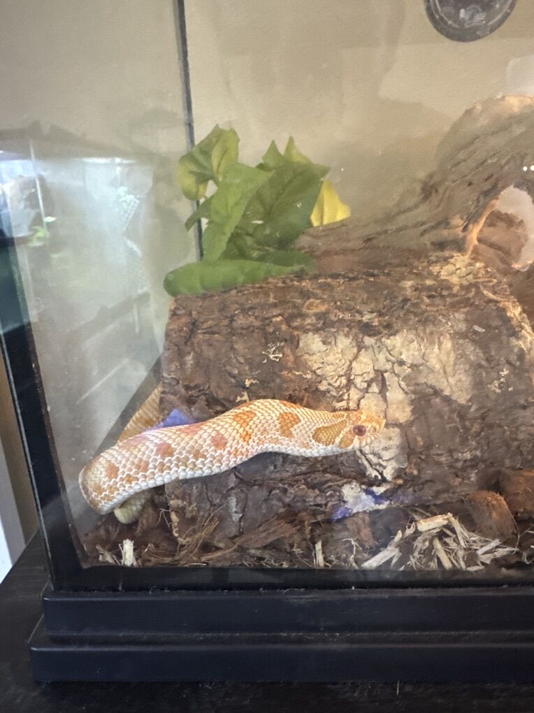 Albino Conda Hognose W/ Enclosure