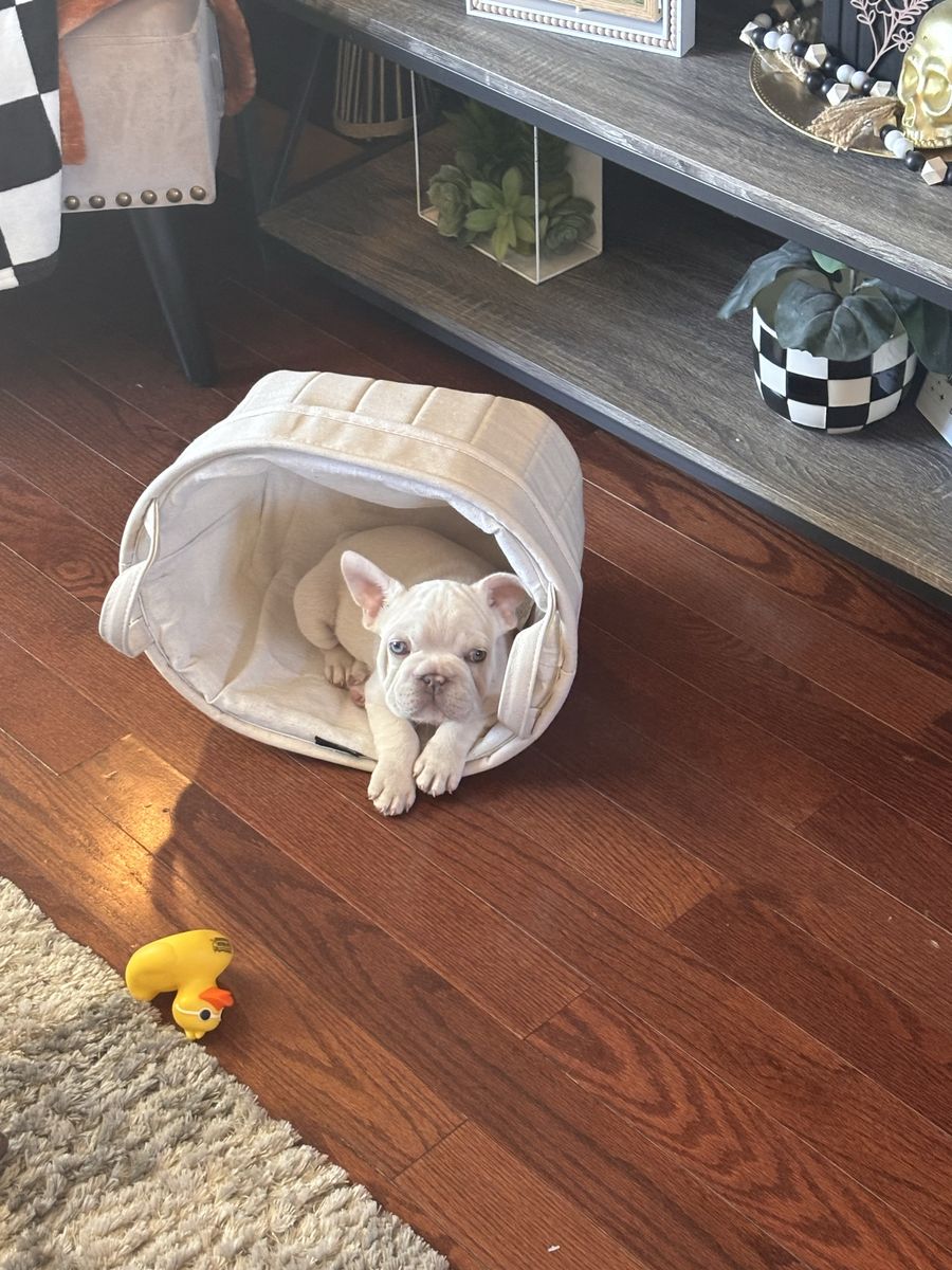 12-Week-Old French Bulldog Puppy - White, Vaccinated