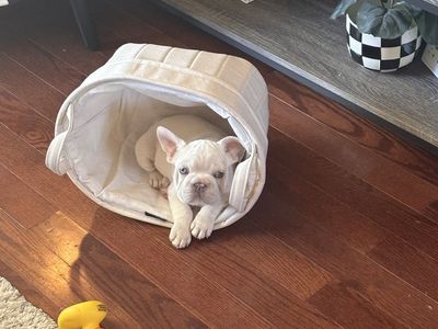 12-Week-Old French Bulldog Puppy - White, Vaccinated