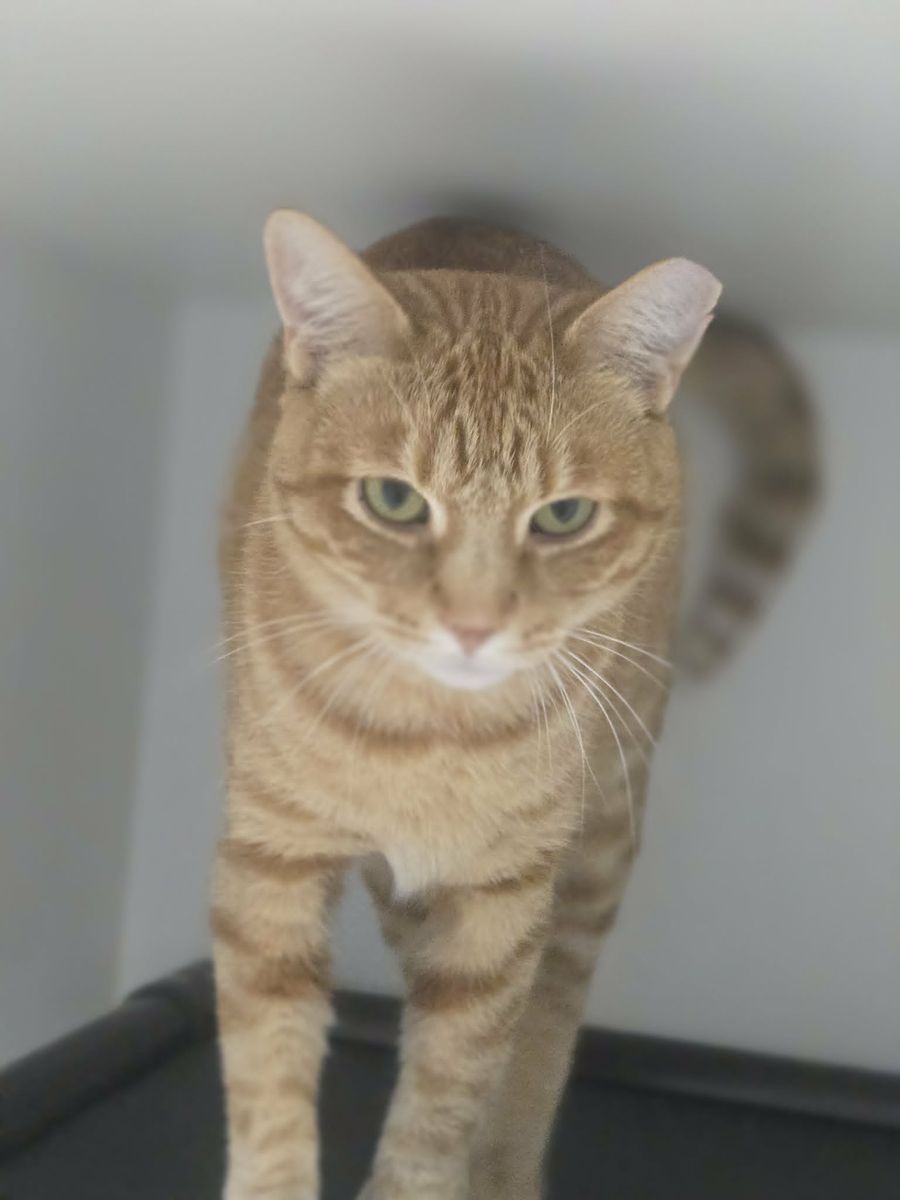 A164638 Georgia is Available for Adoption!