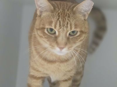 A164638 Georgia is Available for Adoption!