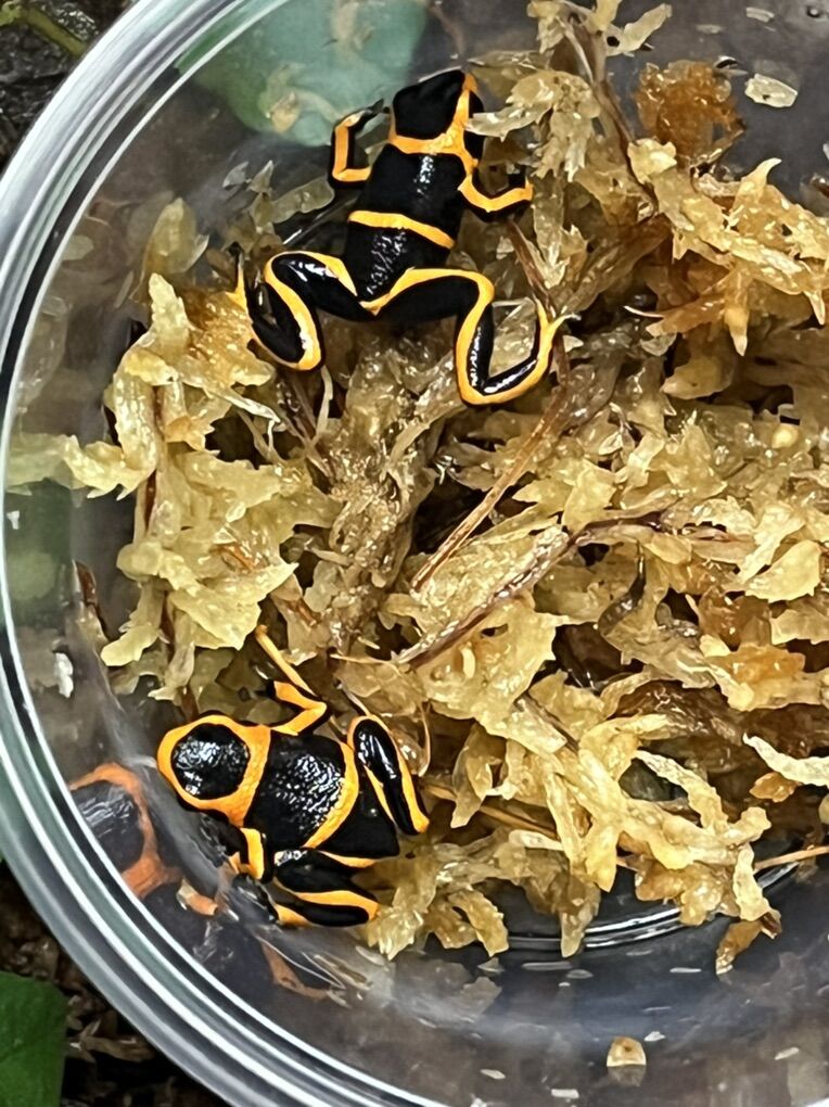 Stunning Ranitomeya summersi “Sauce”