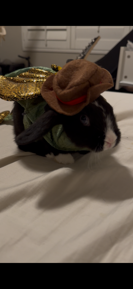 Mixed breed bunnies for sale need gone asap!