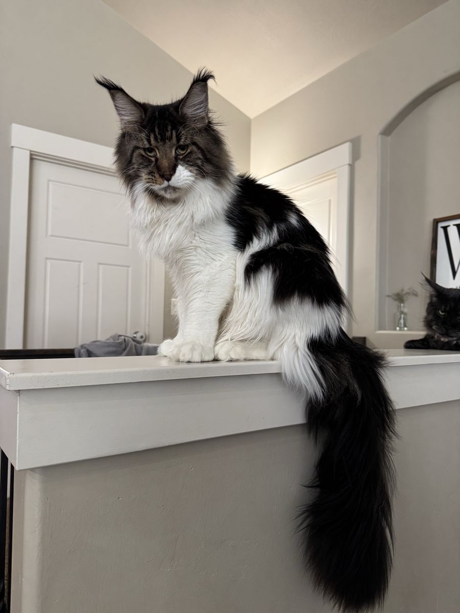 Maine Coon Stud