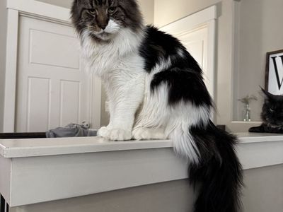 Maine Coon Stud