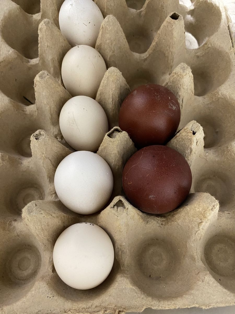 Black Copper Maran Hatching Eggs