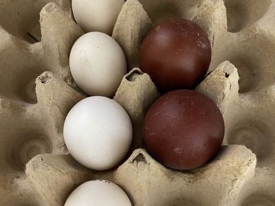 Black Copper Maran Hatching Eggs