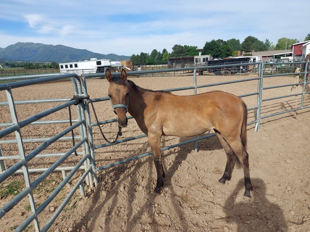 Aqha yearling horse colt