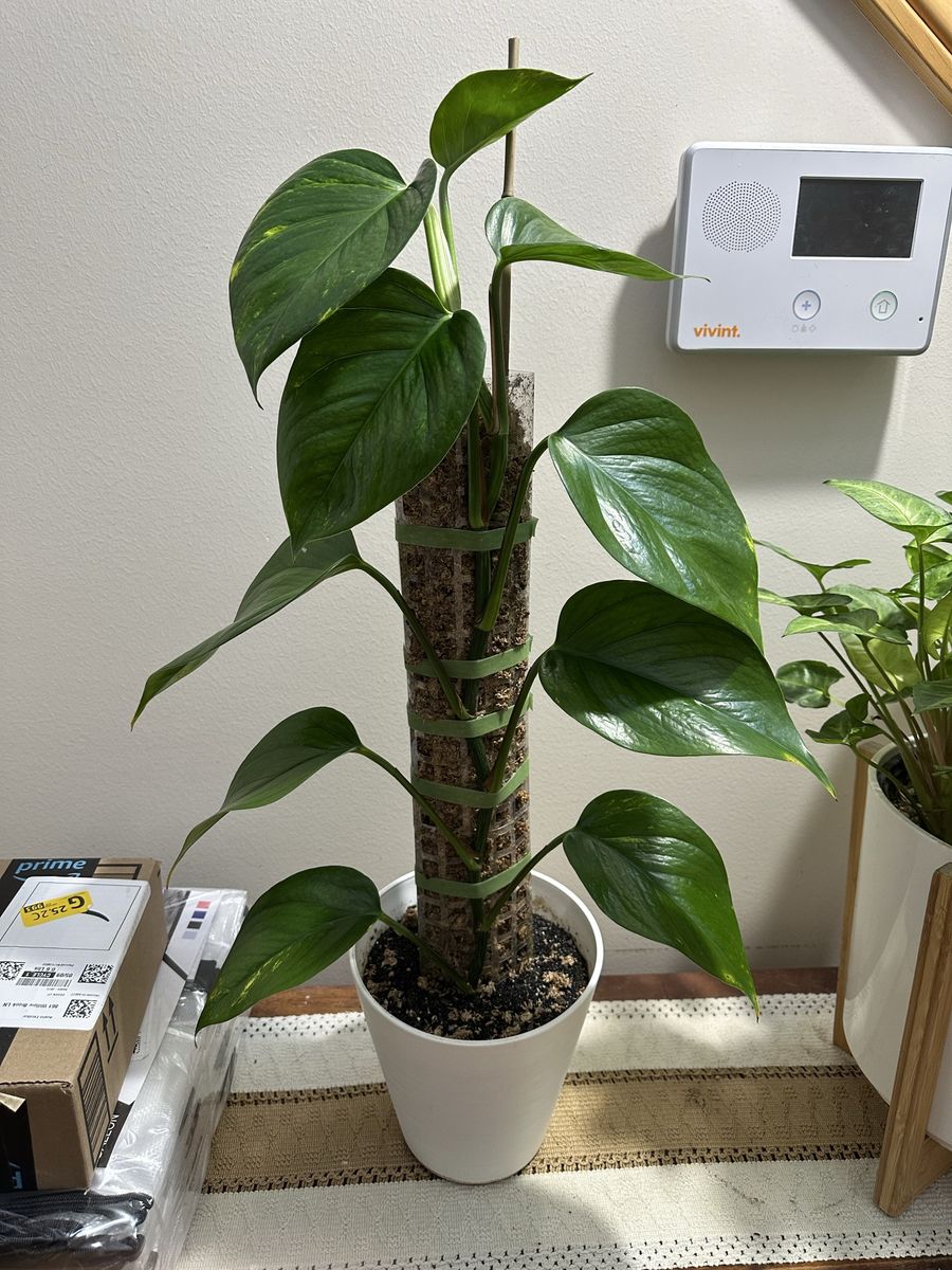 Golden Pothos on Moss Pole