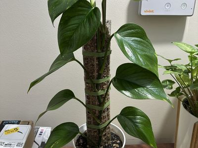 Golden Pothos on Moss Pole