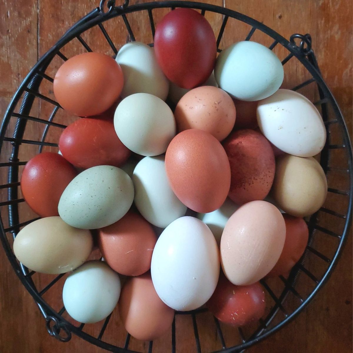 Fertile Eggs: BCM, Easter Egger, Turkn, Silky & OE