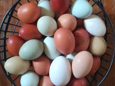 Fertile Eggs: BCM, Easter Egger, Turkn, Silky & OE