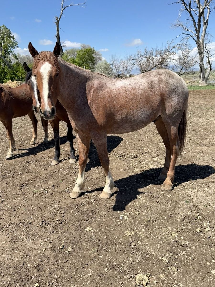 2 yo daft x gelding