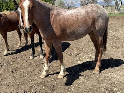 2 yo daft x gelding