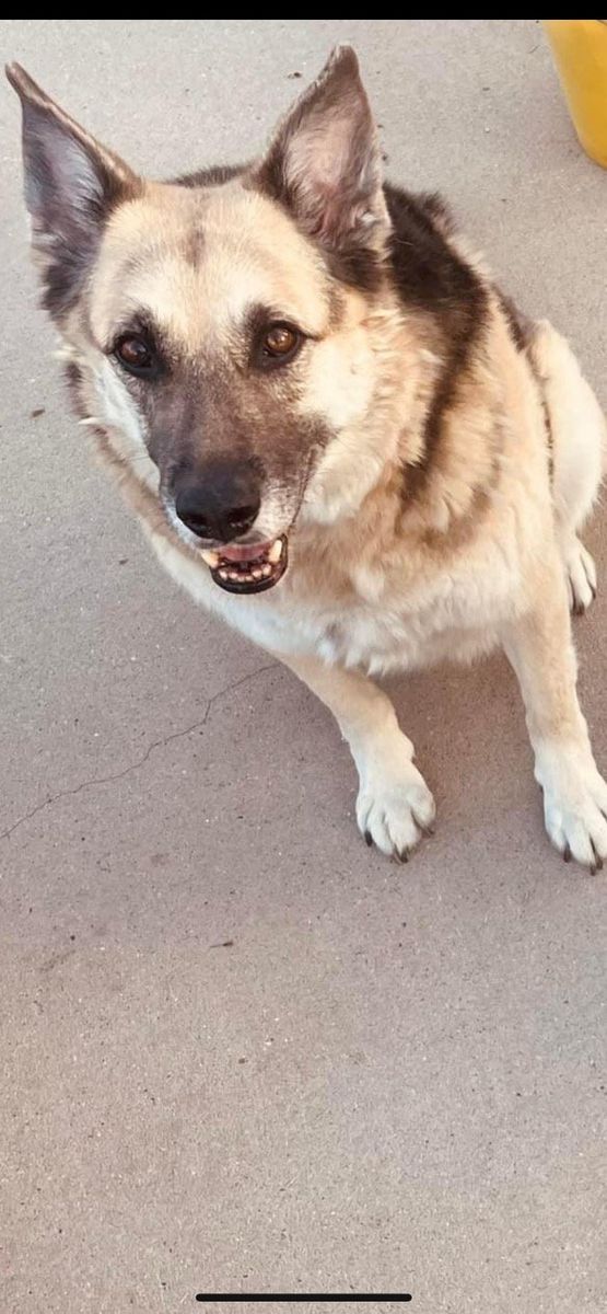 German Shepherd (Rehome)