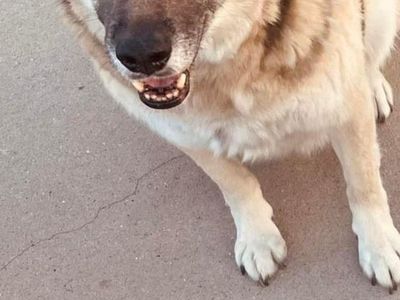 German Shepherd (Rehome)