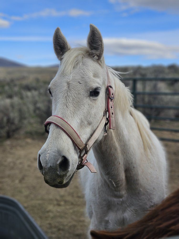 18yr old qt. horse mare