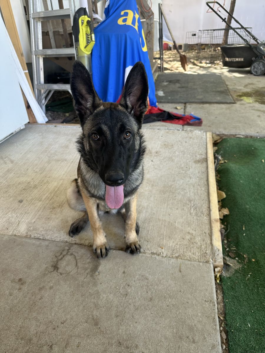 Belgian Malinois Dog