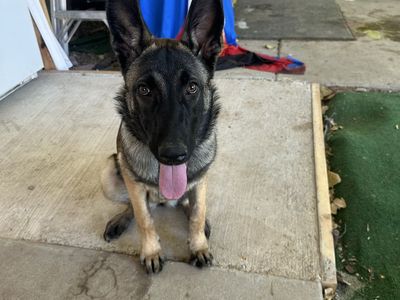 Belgian Malinois Dog