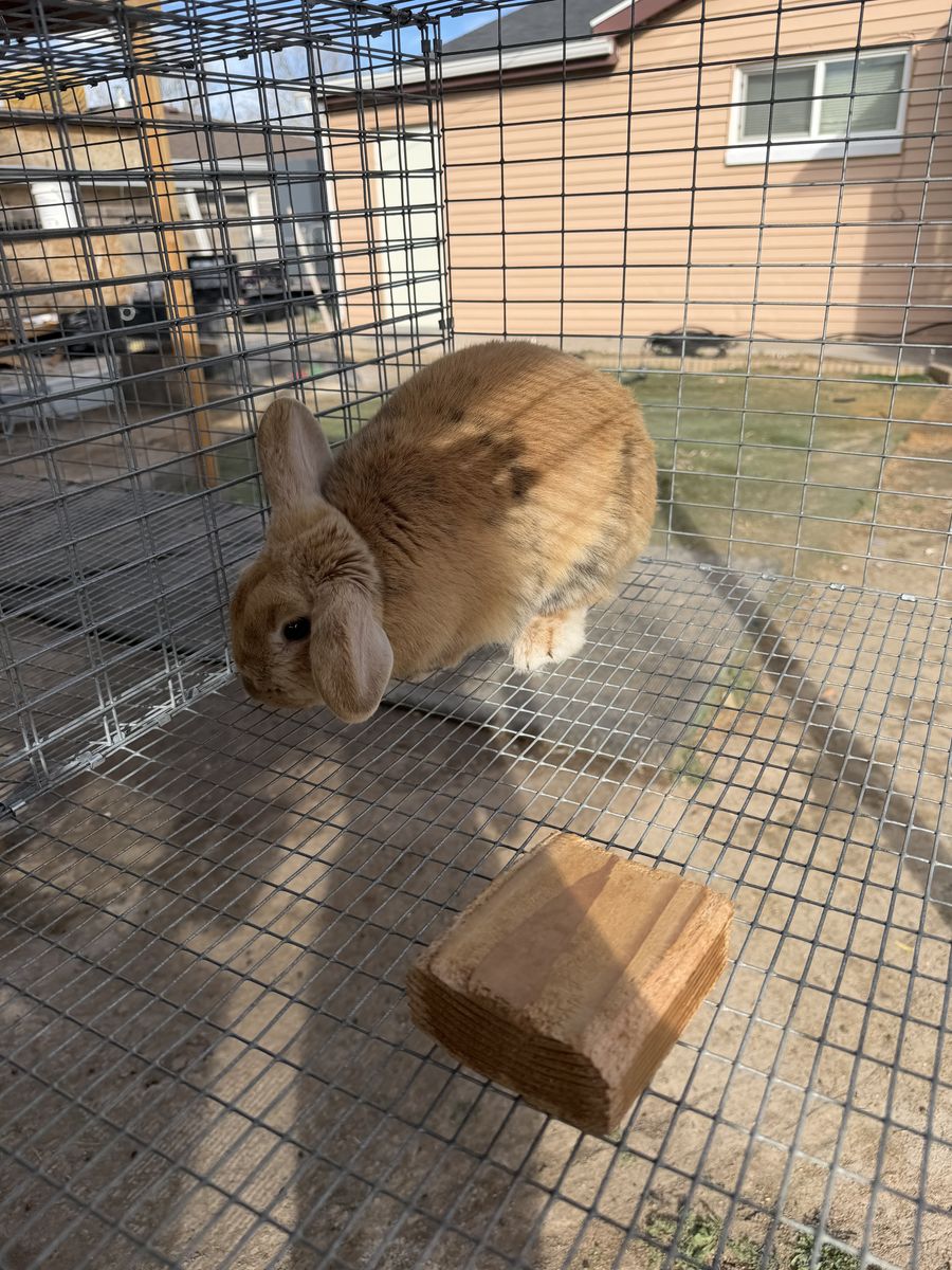 Rabbits for sale