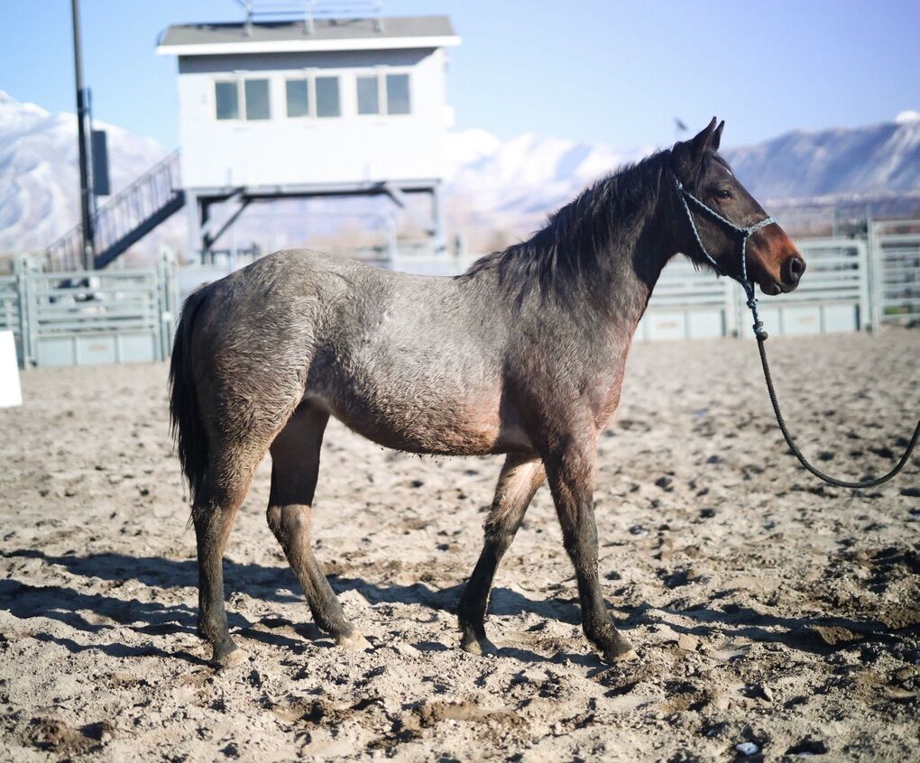 AQHA 2024 BAY ROAN LONG YEARLING