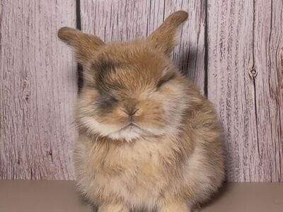 Holland Lop Buck