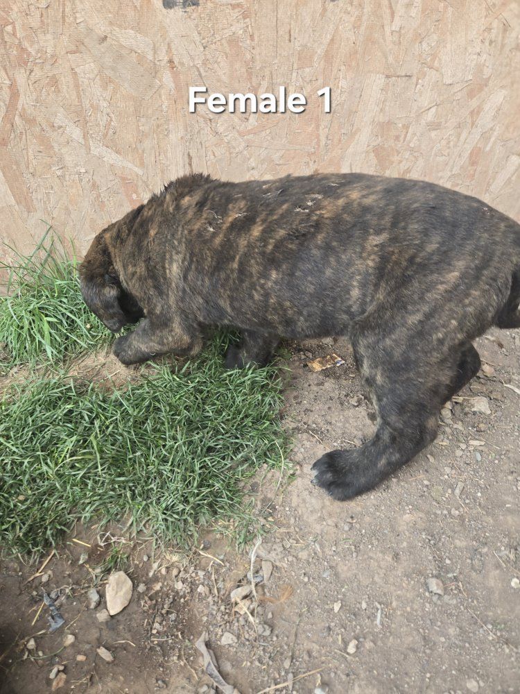 Mastiff Puppies