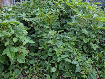 Raspberry Starts for Sale?