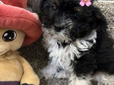 Shih Tzu, mini poodles