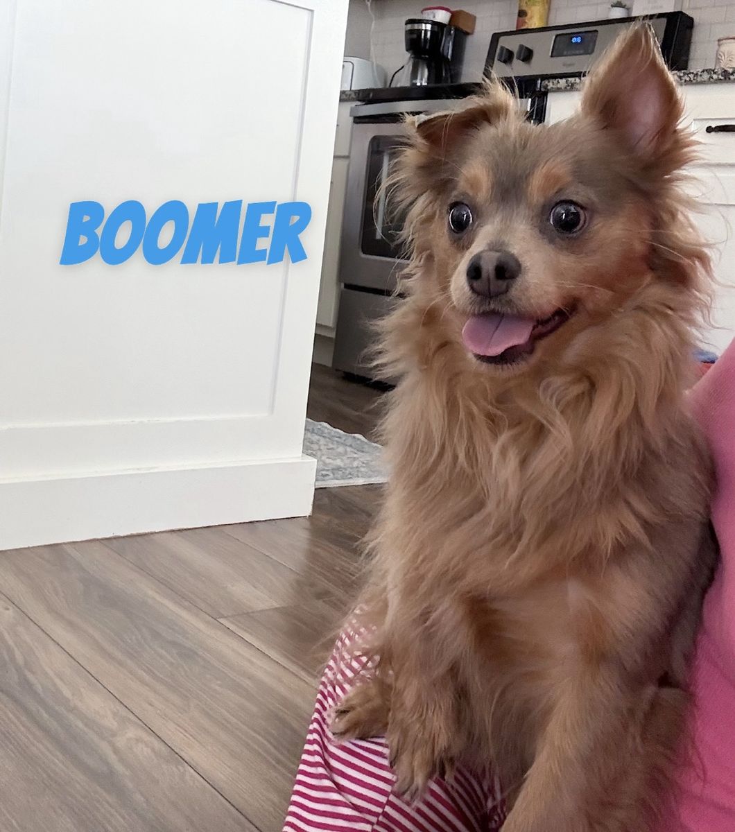 Long Hair Chihuahua