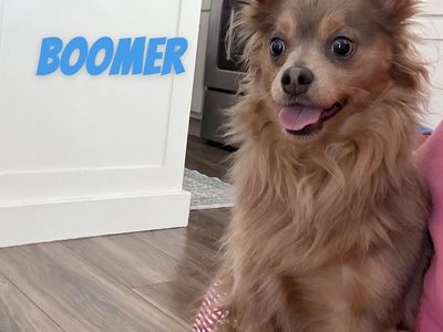 Long Hair Chihuahua
