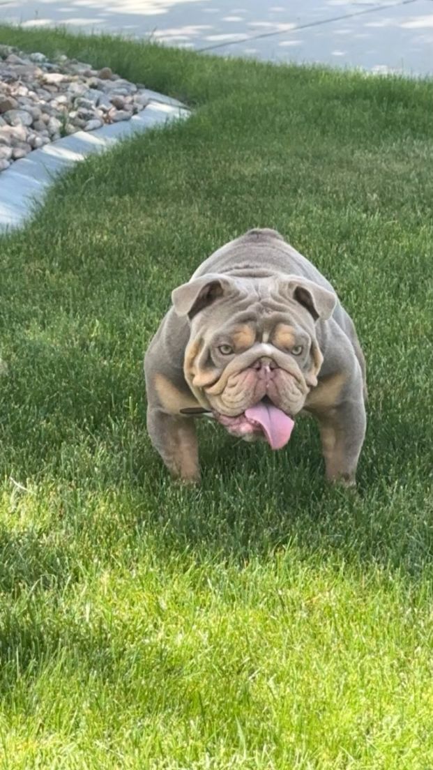 English Bulldog Stud!