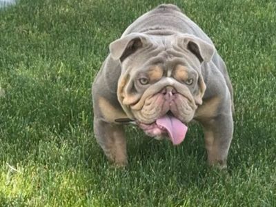 English Bulldog Stud!
