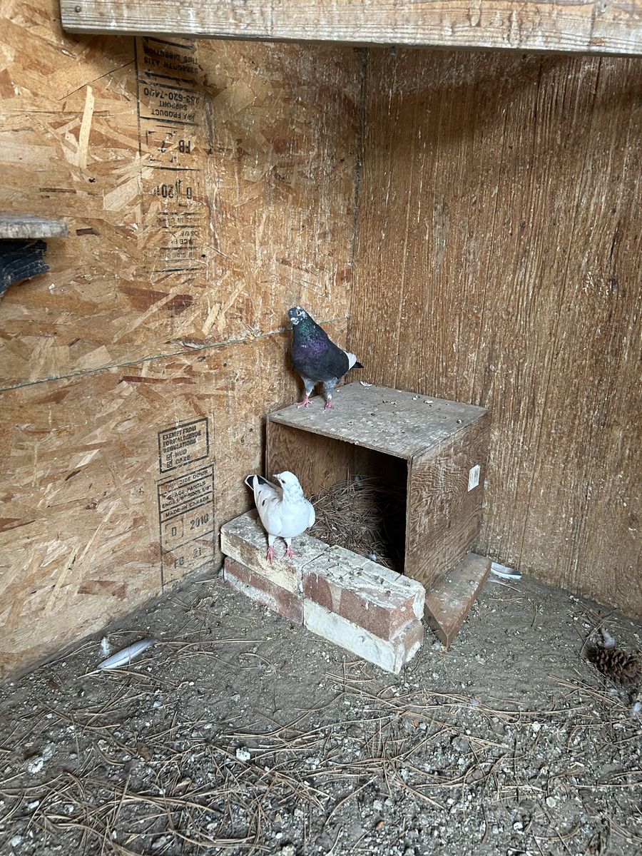 Main image 5
