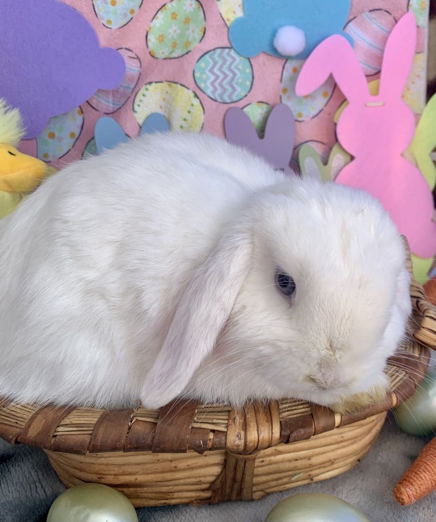 Adorable Holland Lop Babies Ready for their new homes!