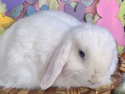 Adorable Holland Lop Babies Ready for their new homes!