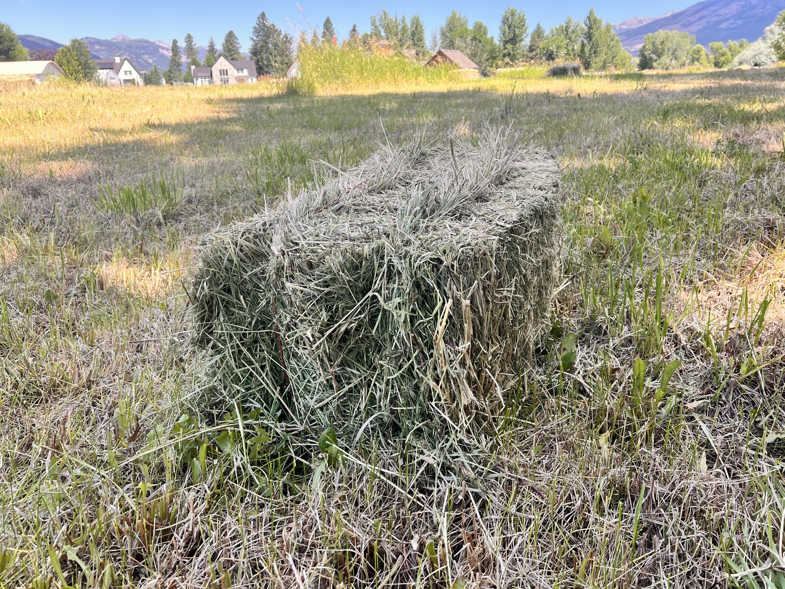 Hay - Grass/Alfalfa Mix