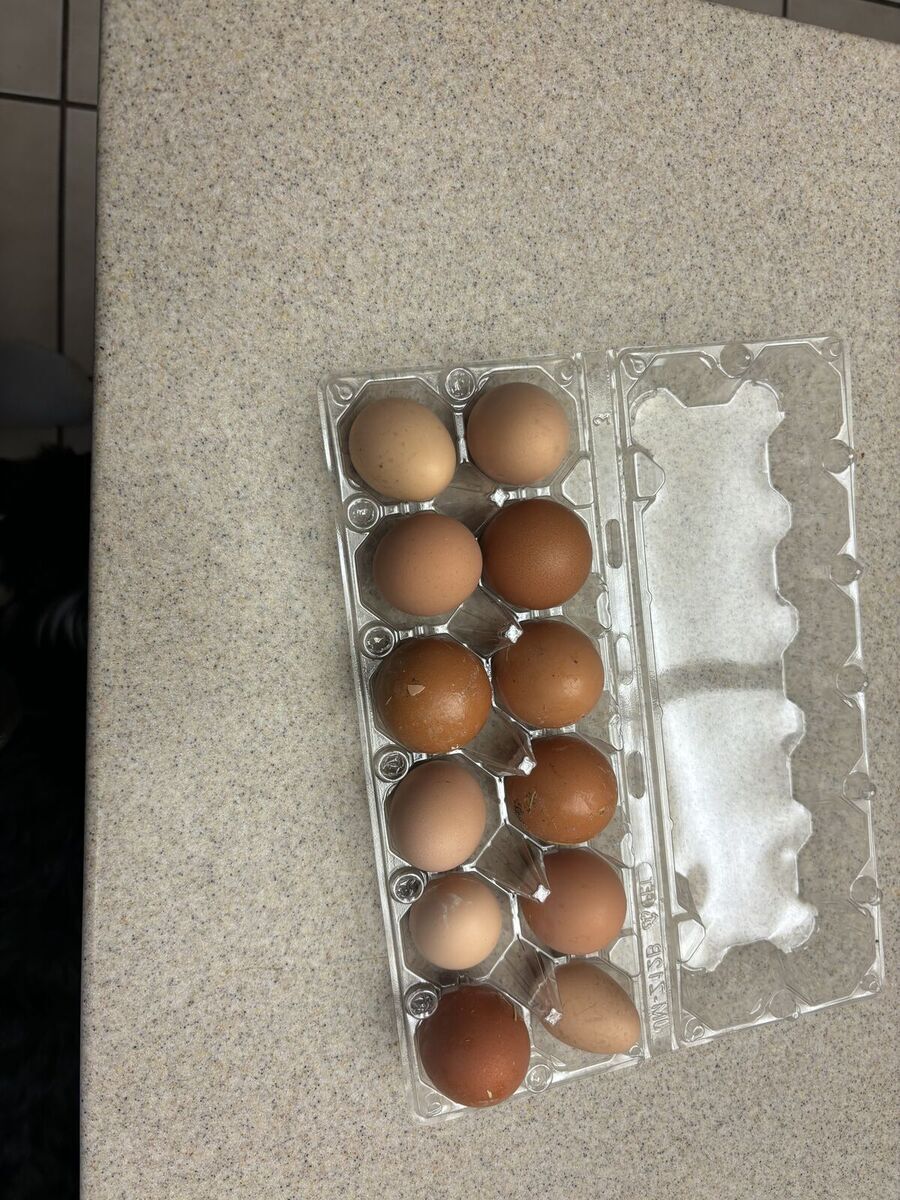 Farm fresh eggs