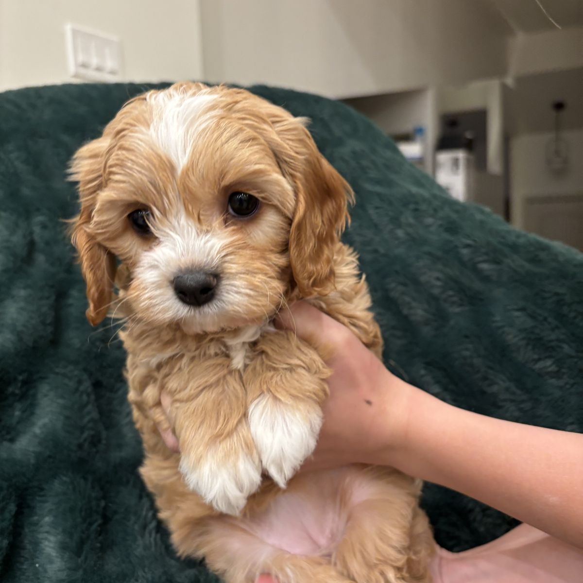 Multigenerational Cavapoo (cavalier/poodle) Pups