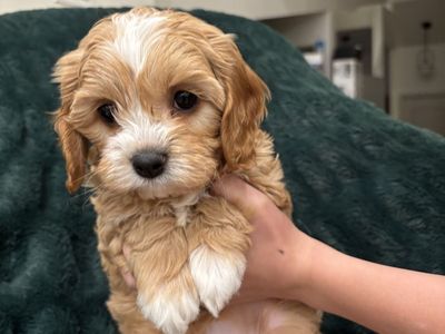 Multigenerational Cavapoo (cavalier/poodle) Pups