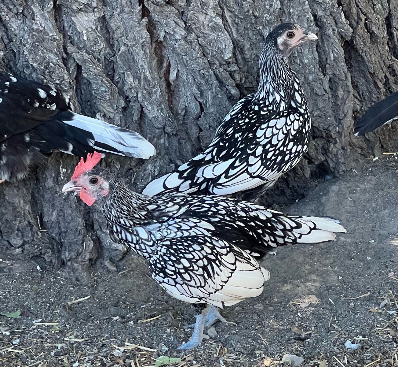 Silver Seabright BantamPair