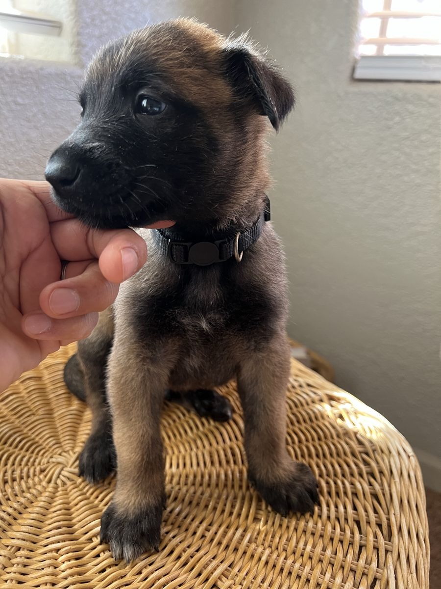 Belgium Malinois Puppy’s K9
