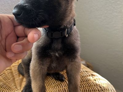 Belgium Malinois Puppy’s K9