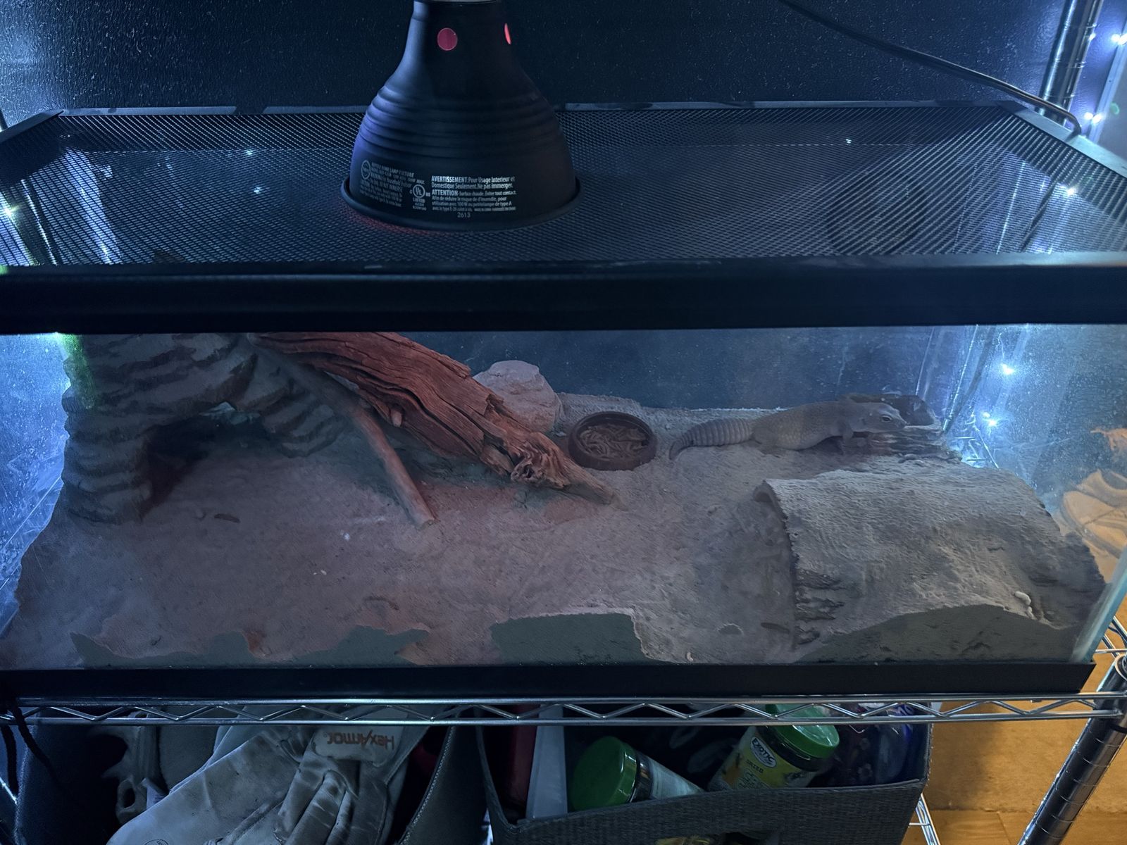 Male Leopard gecko