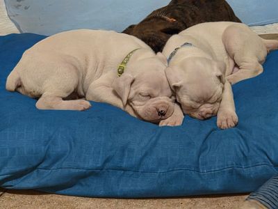 Boxer Puppies for Sale
