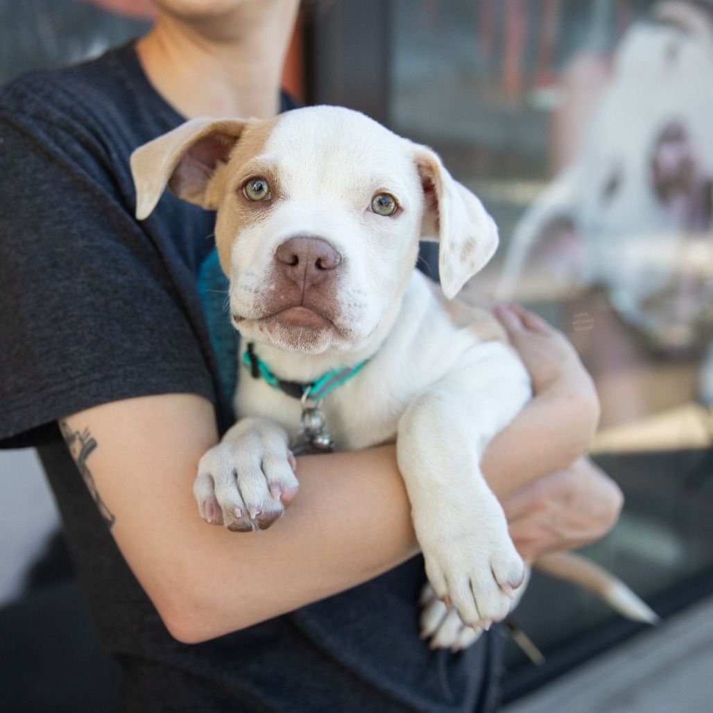 Hello my name is Bruno