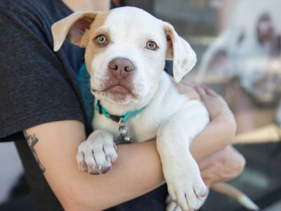 Hello my name is Bruno