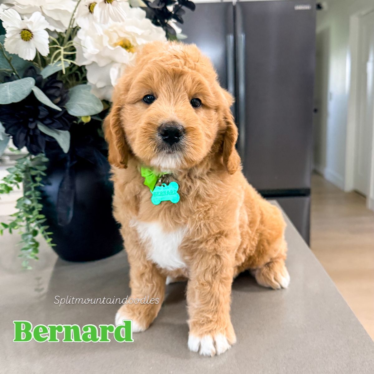 Goldendoodles