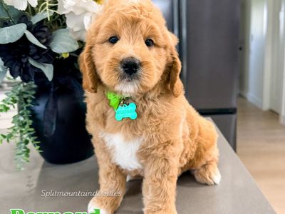 Goldendoodles